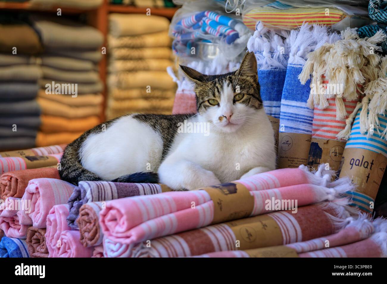 Gatti di Istanbul, un gatto da tabby siede su una pila di asciugamani rotolati colorati in mostra in un negozio vicino alla Torre Galata, Istanbul, Turchia Foto Stock
