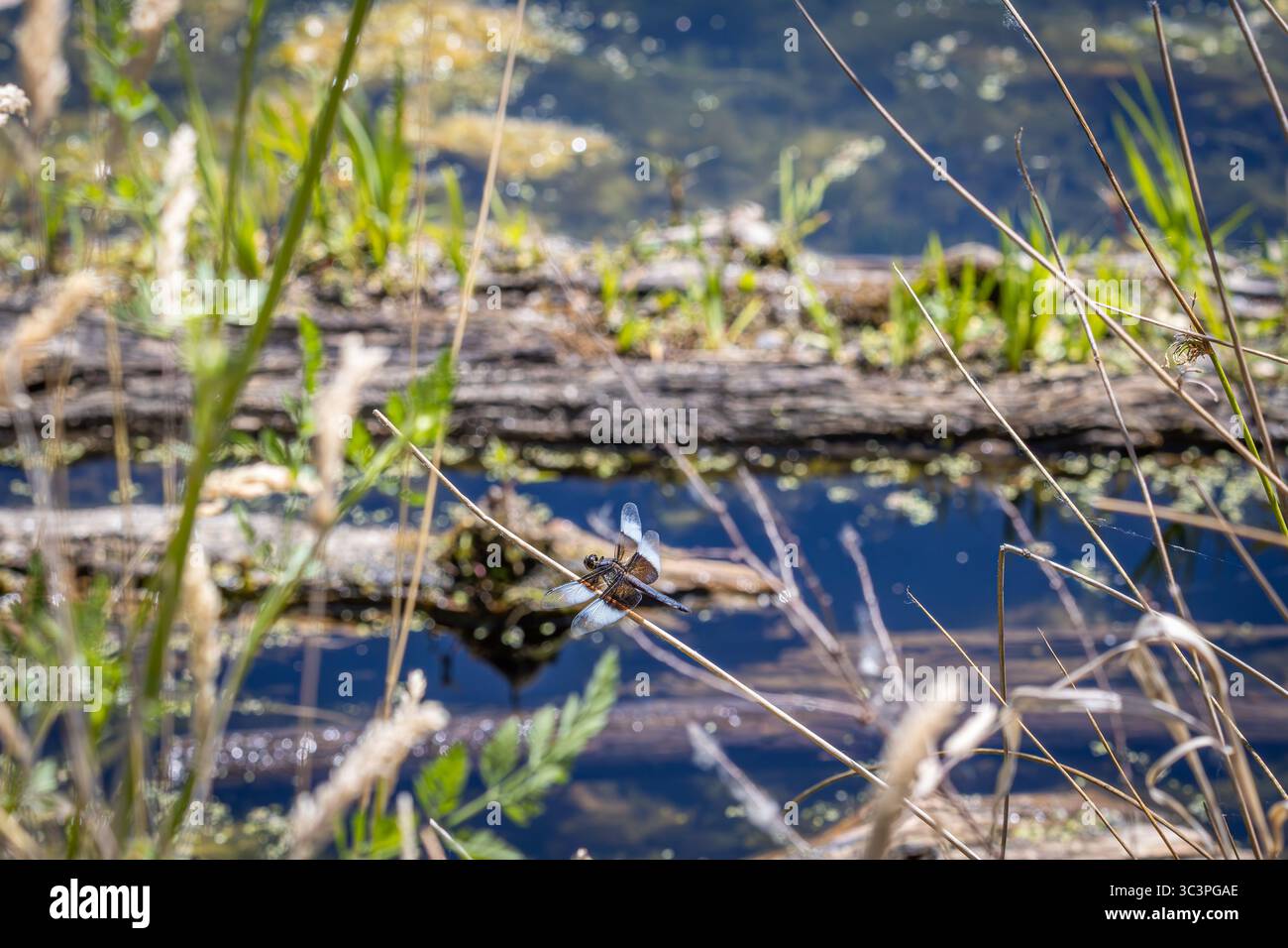 Una Dragonfly appollaiata su una piccola diramazione al Whitaker Ponds Nature Park di Portland, Oregon Foto Stock