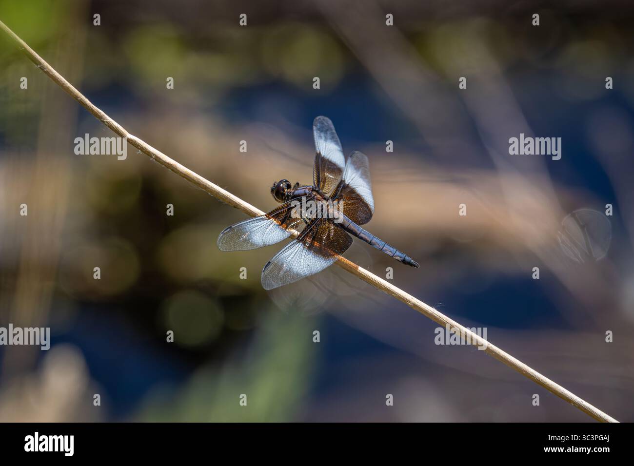 Una Dragonfly appollaiata su una piccola diramazione al Whitaker Ponds Nature Park di Portland, Oregon Foto Stock