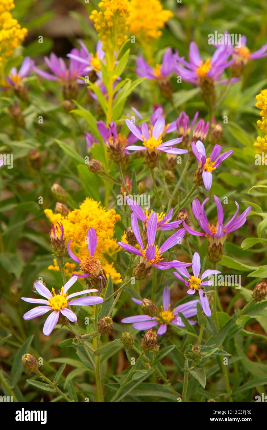 Cascade aster (Eucephalus ledophyllus) con canna d'oro del Canada occidentale (Solidago lepida) nella zona degli incendi di Gnarl Ridge, Mt Hood National Forest, Oregon Foto Stock