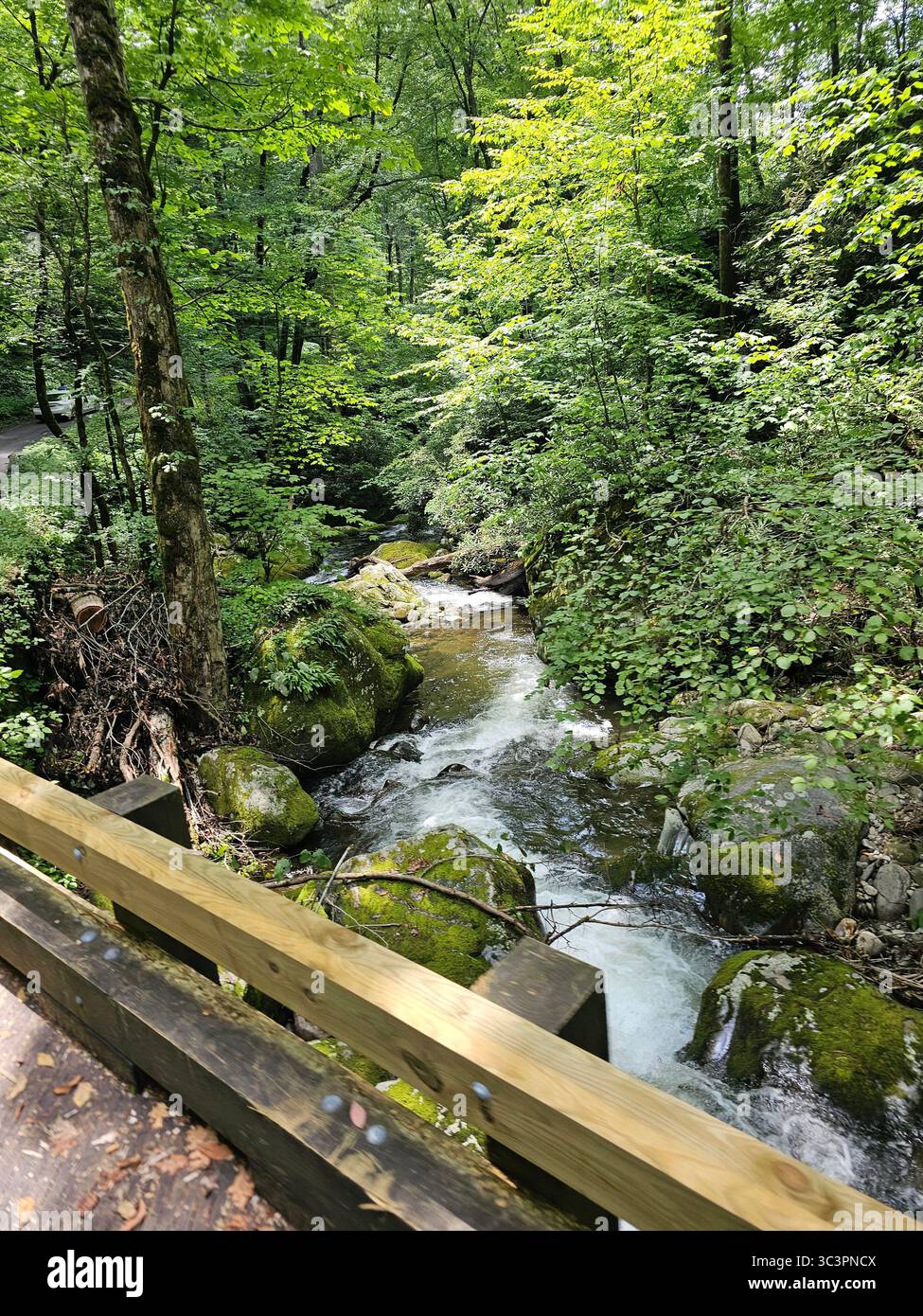Il limpido ruscello di montagna scorre su rocce coperte di muschio lungo il Roaring Fork Nature Trail nelle Great Smoky Mountains, Tennessee. Fatto a luglio. - Immagine stock catturata con smartphone