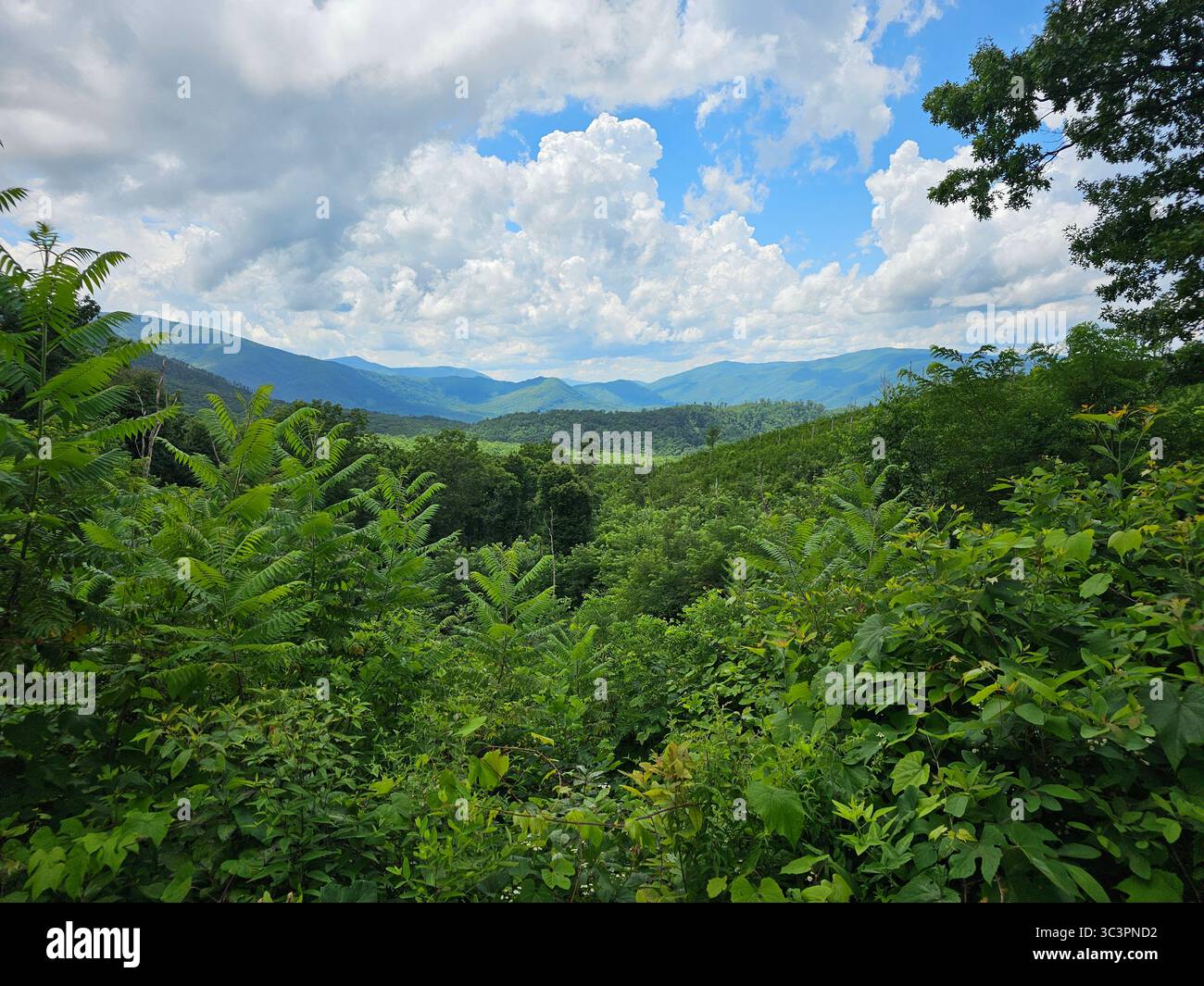 Il limpido ruscello di montagna scorre su rocce coperte di muschio lungo il Roaring Fork Nature Trail nelle Great Smoky Mountains, Tennessee. Fatto a luglio. - Immagine stock catturata con smartphone