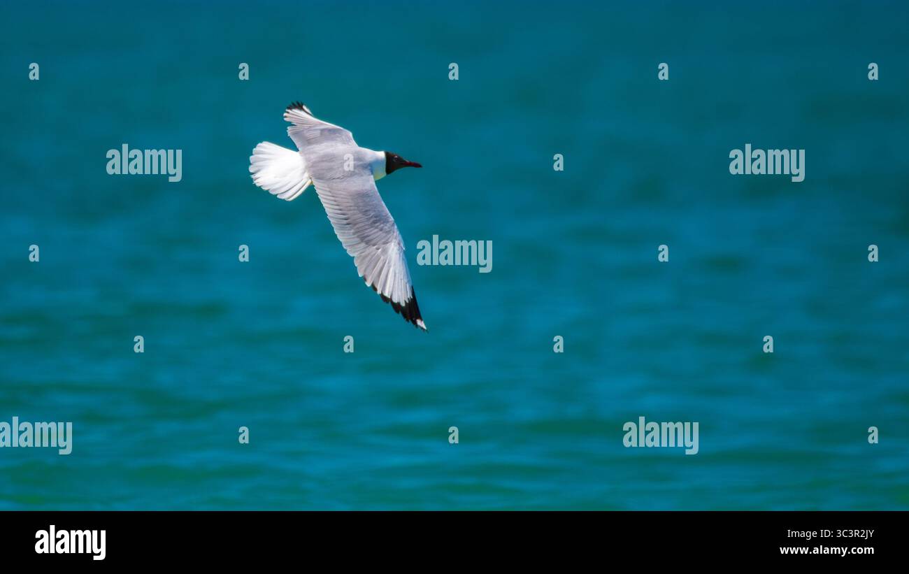 Un gabbiano dalla testa marrone (Chroicocephalus brunnicephalus) si libra con grazia sopra le profonde acque turchesi e le sue ali si estendono in piena planata. Acquisita in M Foto Stock