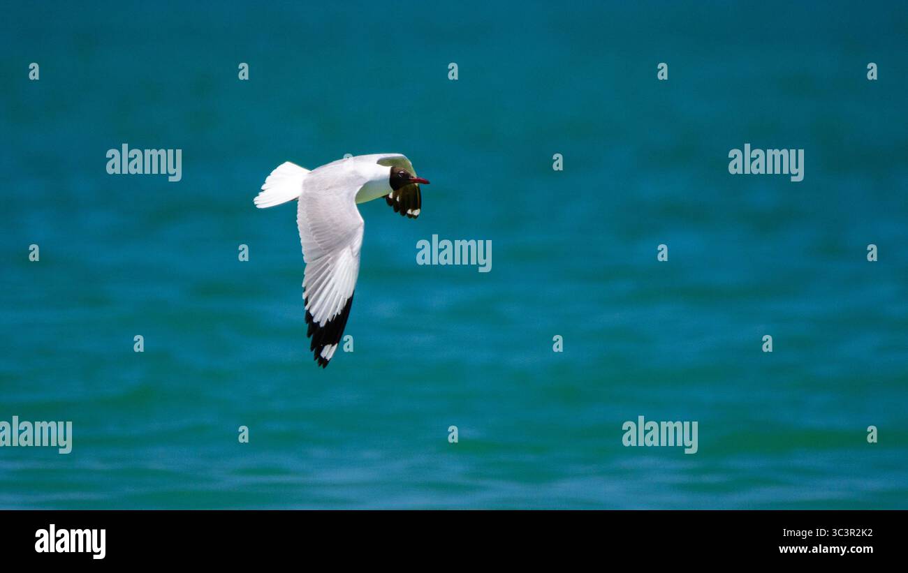 Gabbiano in volo, Un gabbiano dalla testa marrone (Chroicocephalus brunnicephalus) si innalza graziosamente sopra le profonde acque turchesi. Catturato a Mannar, Sri Lank Foto Stock