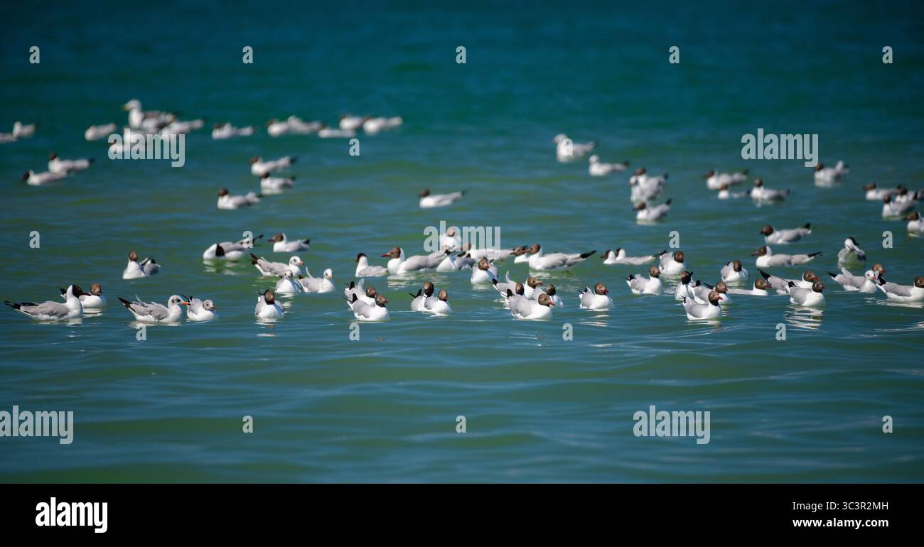 Un grande gregge di gabbiani dalla testa marrone (Chroicocephalus brunnicephalus) galleggia sulle acque turchesi dell'oceano. Catturato a Mannar, Sri Lanka Foto Stock