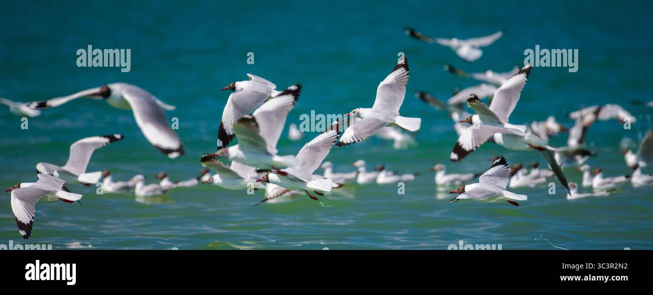 Grande gregge di gabbiani dalla testa marrone che sorvolano le scintillanti acque di Talaimannar, Sri Lanka, Foto Stock