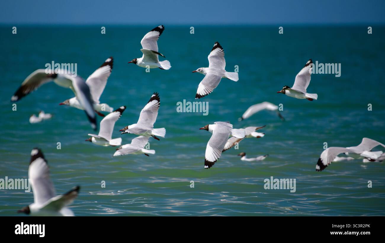Uno stormo di gabbiani dalla testa marrone che sorvolano le scintillanti acque di Talaimannar, Sri Lanka, Foto Stock