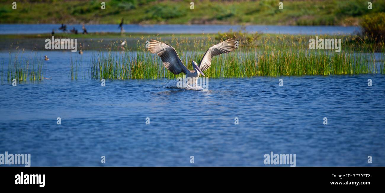 Pellicano a becco a puntino a metà movimento mentre atterra aggraziatamente su una tranquilla superficie lagunare, ali completamente sparse e spruzzi d'acqua sotto di essa Foto Stock