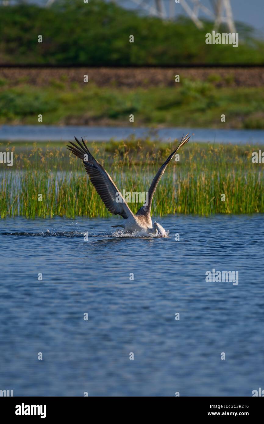 Pellicano a becco a puntino a metà movimento mentre atterra aggraziatamente su una tranquilla superficie lagunare, ali completamente sparse e spruzzi d'acqua sotto di essa Foto Stock