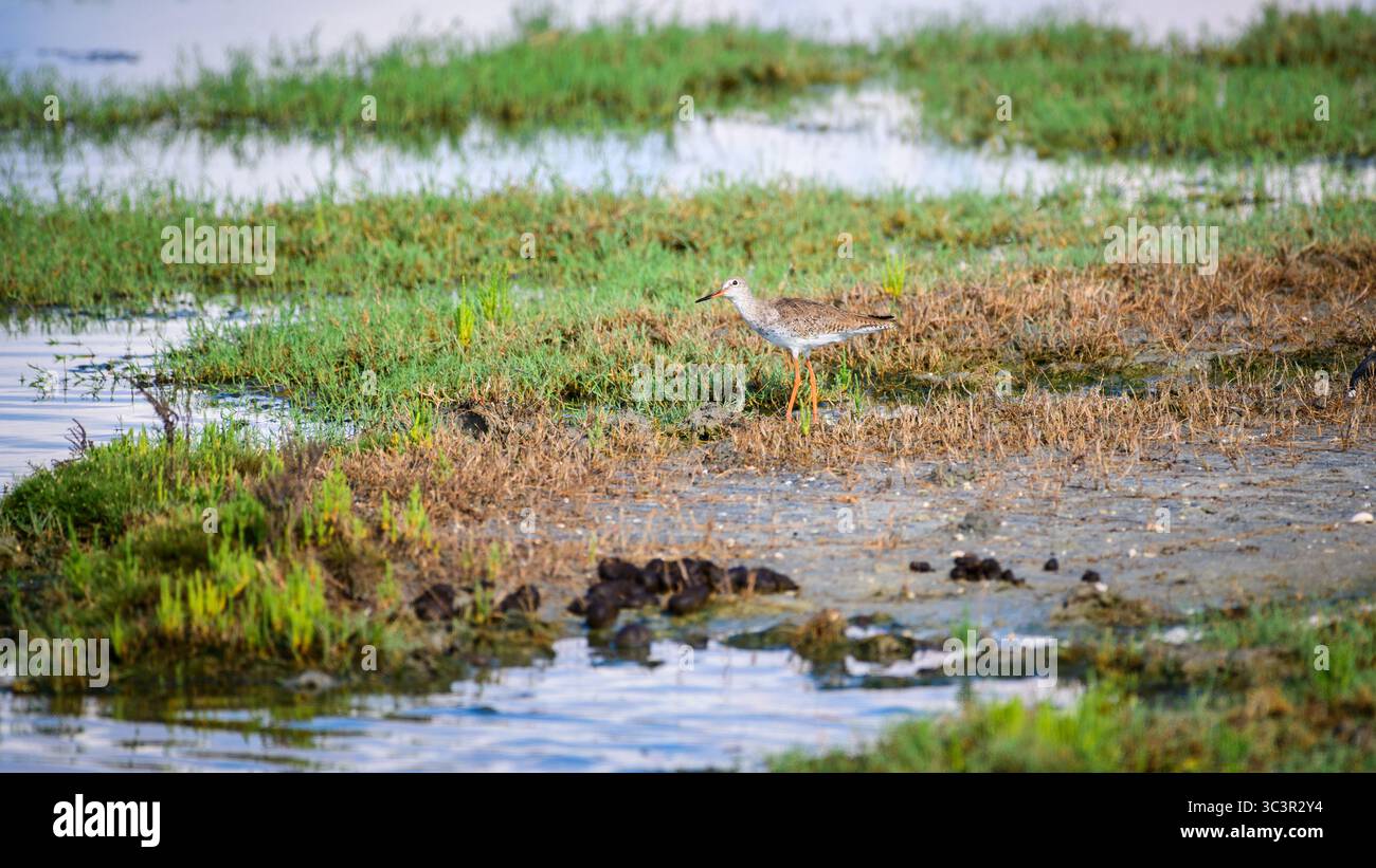 Il comune uccello Redshank con le sue incredibili gambe arancioni e un corpo macchiato si muove con attenzione attraverso le paludi paludose, scansionando le prede nell'acqua poco profonda Foto Stock
