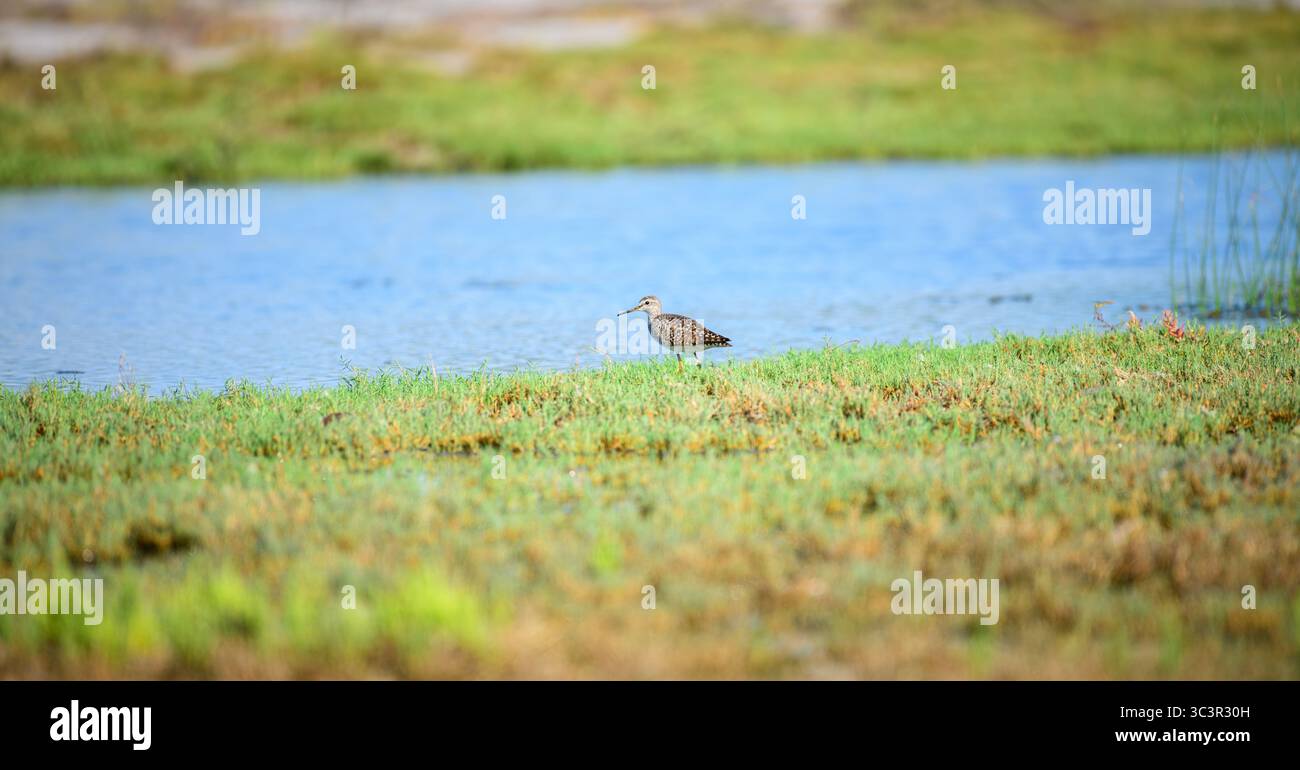 Wood sandpiper (Tringa glareola), un uccello da guado, si erge presso una piscina poco profonda nelle zone umide di Mannar, Sri Lanka. Circondato da prati verdi Foto Stock