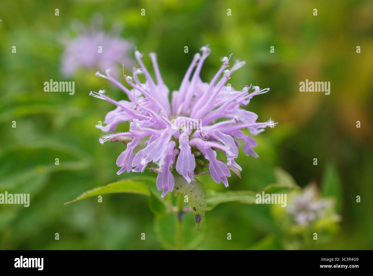 fiore del balsamo lilla per api da primo piano Foto Stock