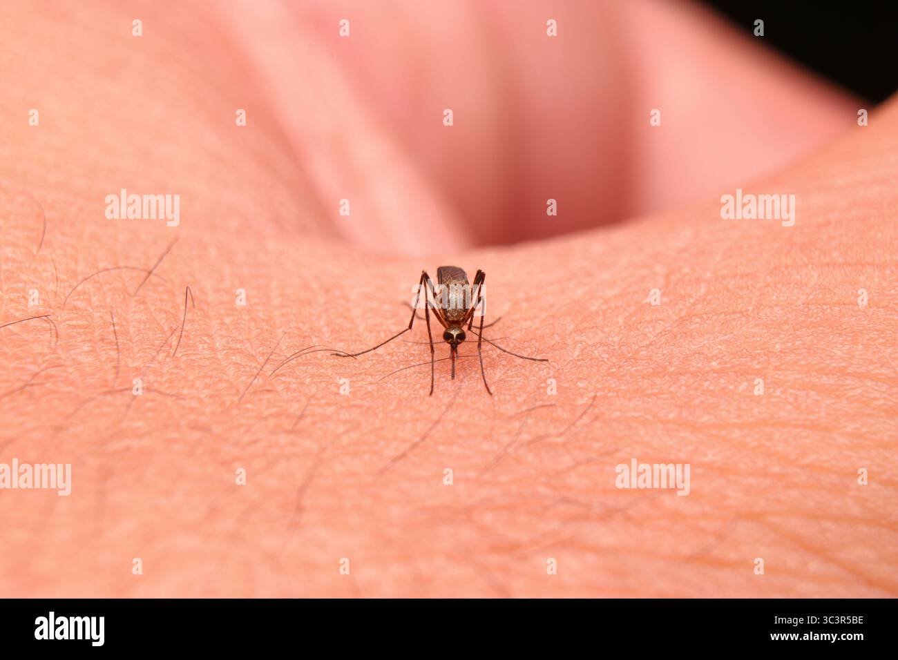Macro primo piano di una zanzara che si nutre sulla pelle umana, illustrando la trasmissione della malattia e il comportamento degli insetti. Foto Stock