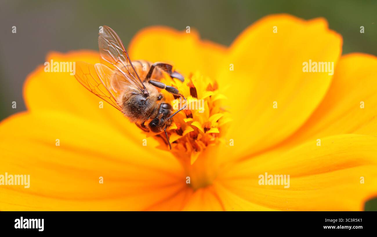 Macro fotografia di un'ape (Apis mellifera) che impollina un fiore giallo, evidenziando il comportamento degli insetti e il suo ruolo vitale negli ecosistemi. Foto Stock