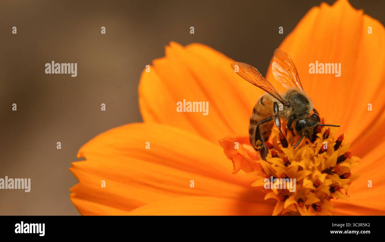 Macro fotografia di un'ape (Apis mellifera) che impollina un fiore giallo, evidenziando il comportamento degli insetti e il suo ruolo vitale negli ecosistemi. Foto Stock