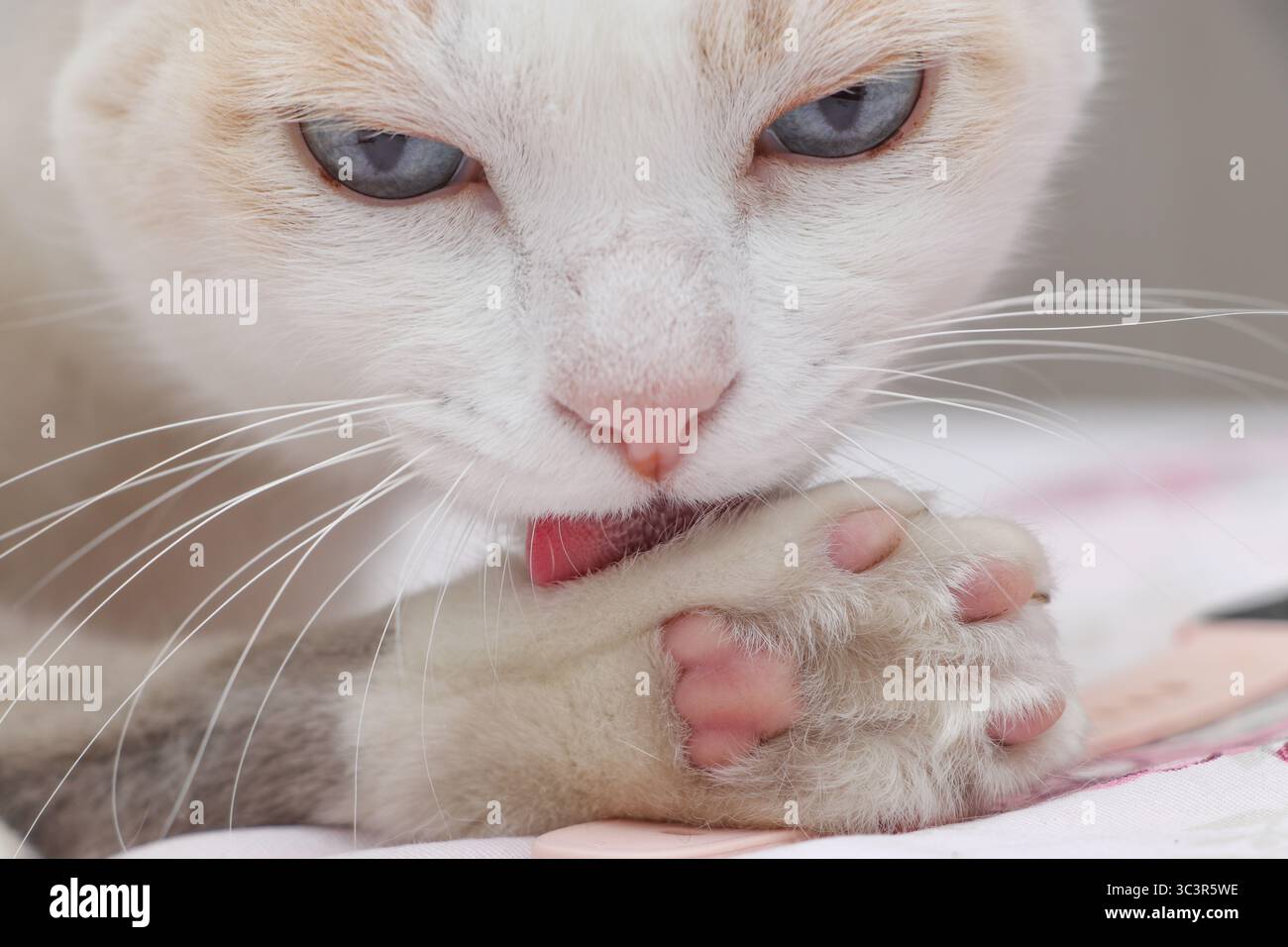 Primo piano di un gatto bianco con occhi blu che leccano la zampa, mostrando dettagli di fruste, naso e consistenza della pelliccia. Foto Stock Primo piano di un gatto bianco con occhi blu che leccano la zampa, mostrando dettagli di fruste, naso e consistenza della pelliccia. Foto Stock