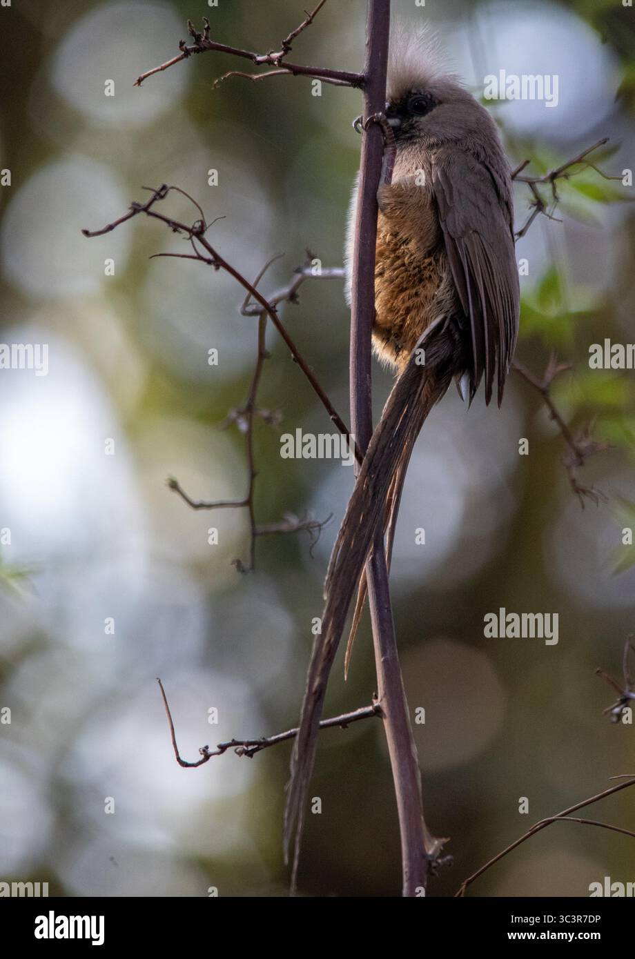 Uccelli sudafricani - mousebird macchiato Foto Stock