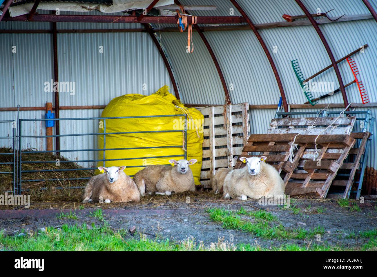 Pecore riposate in una stalla - Norvegia Foto Stock