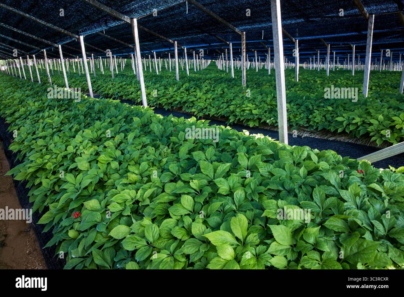 Un campo di ginseng con bacche di ginseng rosso nascoste. Foto Stock