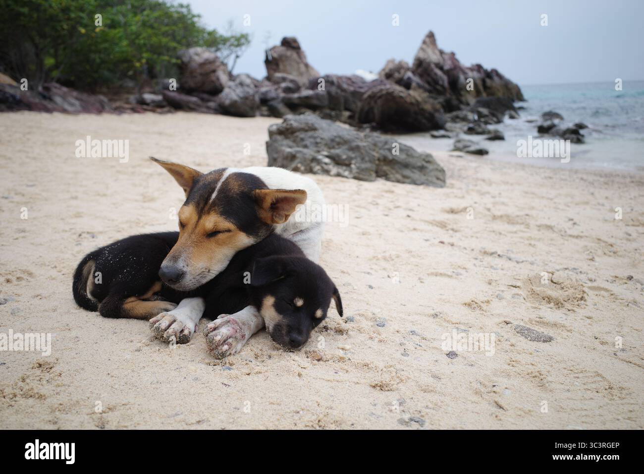 Un cane e un cucciolo che riposano sulla spiaggia mantenendola calda e protetta dal vento del mare. Foto Stock