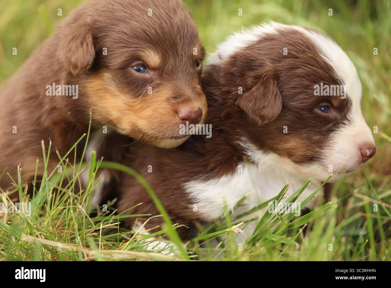 Adorabili e carini Brown Puppies che giocano gioiosamente in The Grass in a Beautiful Day Foto Stock