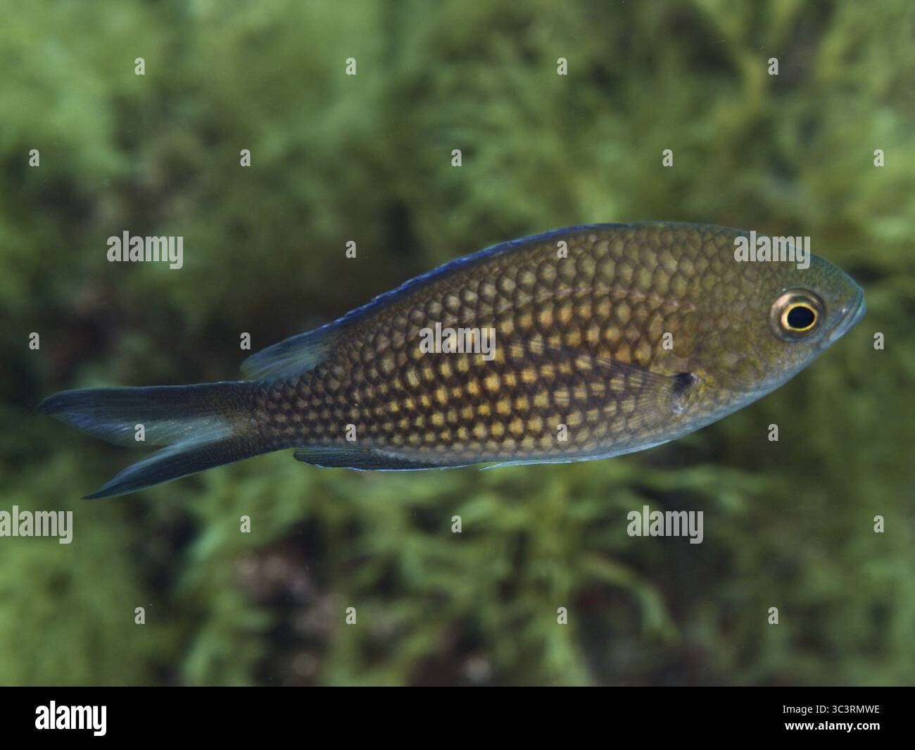 Una monaca (Chromis chromis) con pelle squamosa nuota in acqua su uno sfondo verde nel Mar Mediterraneo vicino a Hyeres, sito di immersione Giens Peni Foto Stock