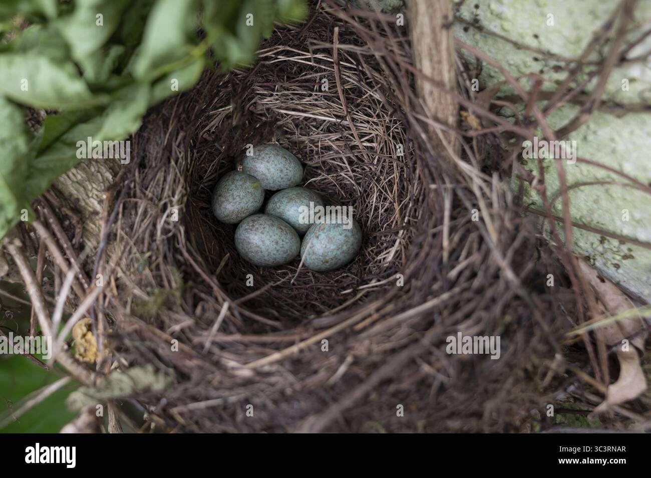 Cinque uova blu-verdi in un nido di merlo (Turdus merula), Baviera, Germania Foto Stock