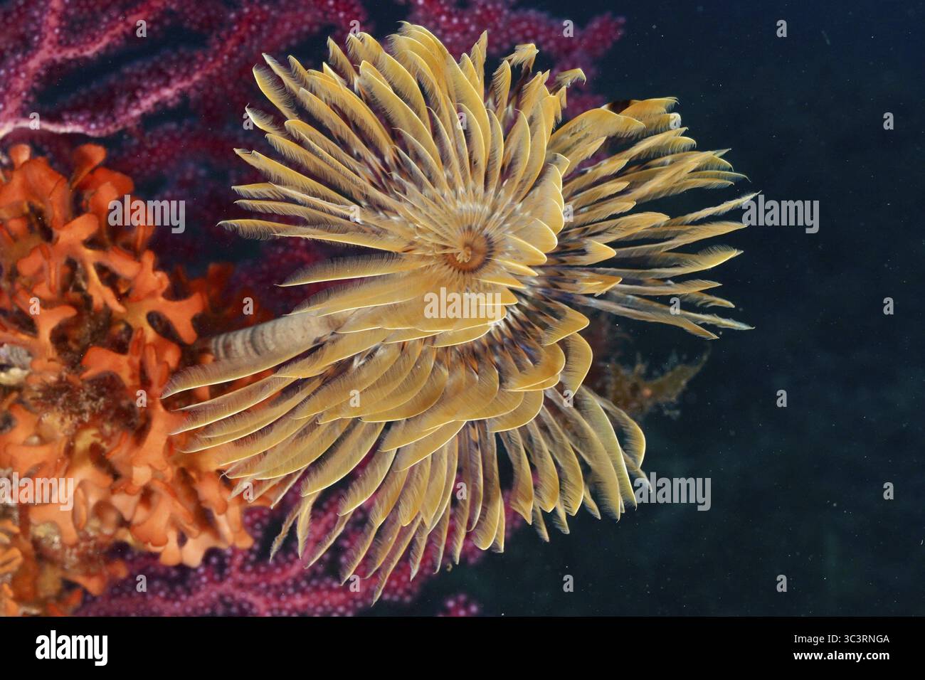 Un tripudio di colore nel Mediterraneo: Il pesce persico (Sabella spallanzanii), la frusta violescente (Paramuricea clavata) e la spugna spinosa arancione (Acanthell Foto Stock