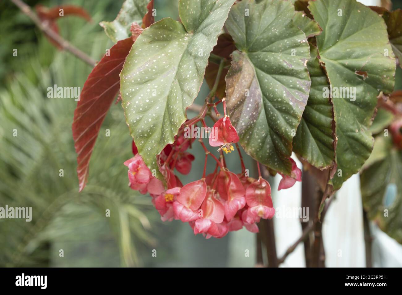 Begonia carolina, filiale di impianti al coperto, attenzione selettiva Foto Stock