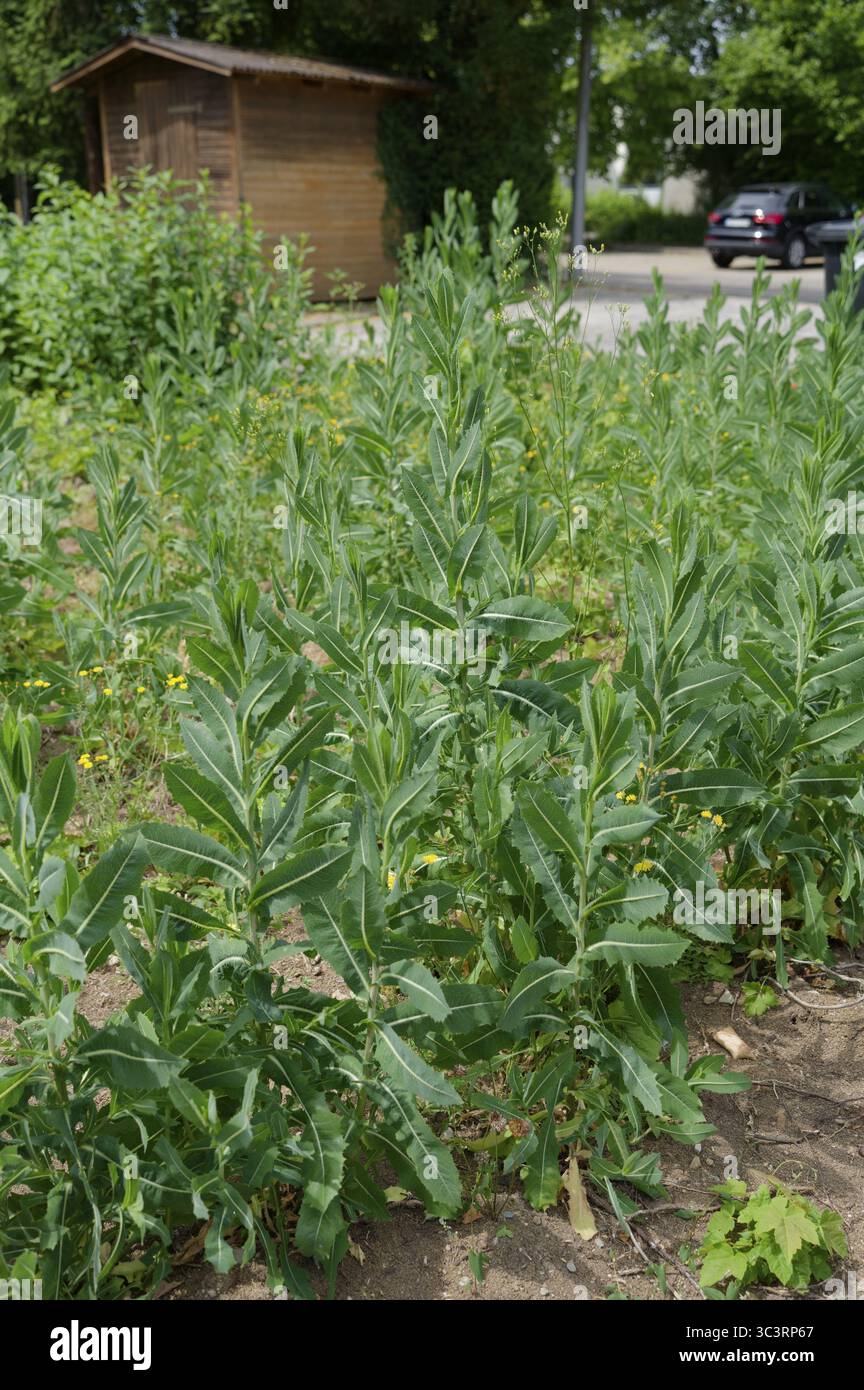 Lattuga d’India (Lactuca serriola), lattuga di bussola, lattuga, pianta dei pionieri, parco naturale della foresta sveva-Franconica, sala Schwaebisch, Hohenlohe, Foto Stock