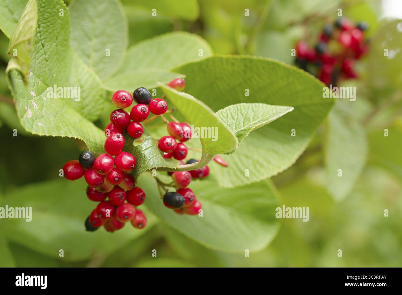 Viburnum lantana (Viburnum lantana), bacche, frutta, parco naturale della foresta sveva-Franconica, Schwaebisch Hall, Hohenlohe, Germania Foto Stock