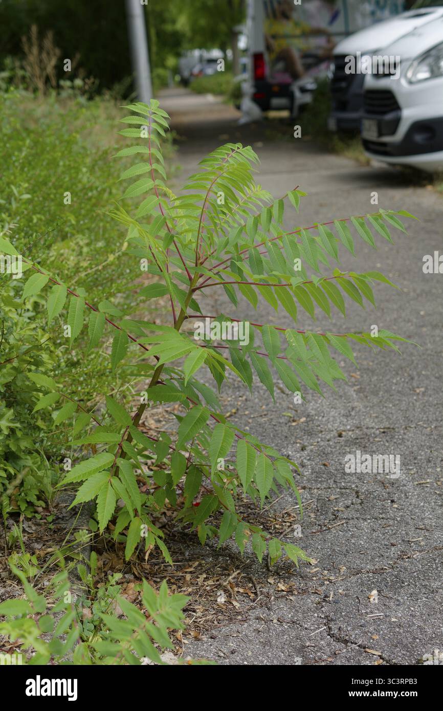 Aceto stradale (Rhus typhina), neofita, invasivo, parco naturale della foresta sveva-Franconica, Schwaebisch Hall, Hohenlohe, Germania Foto Stock
