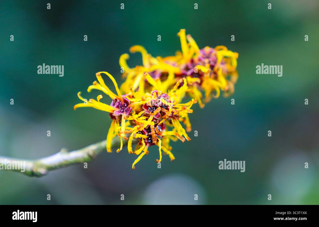 Un primo piano di un arbusto in fiore di una strega Hazel (Hamamelis), Inghilterra, Regno Unito Foto Stock