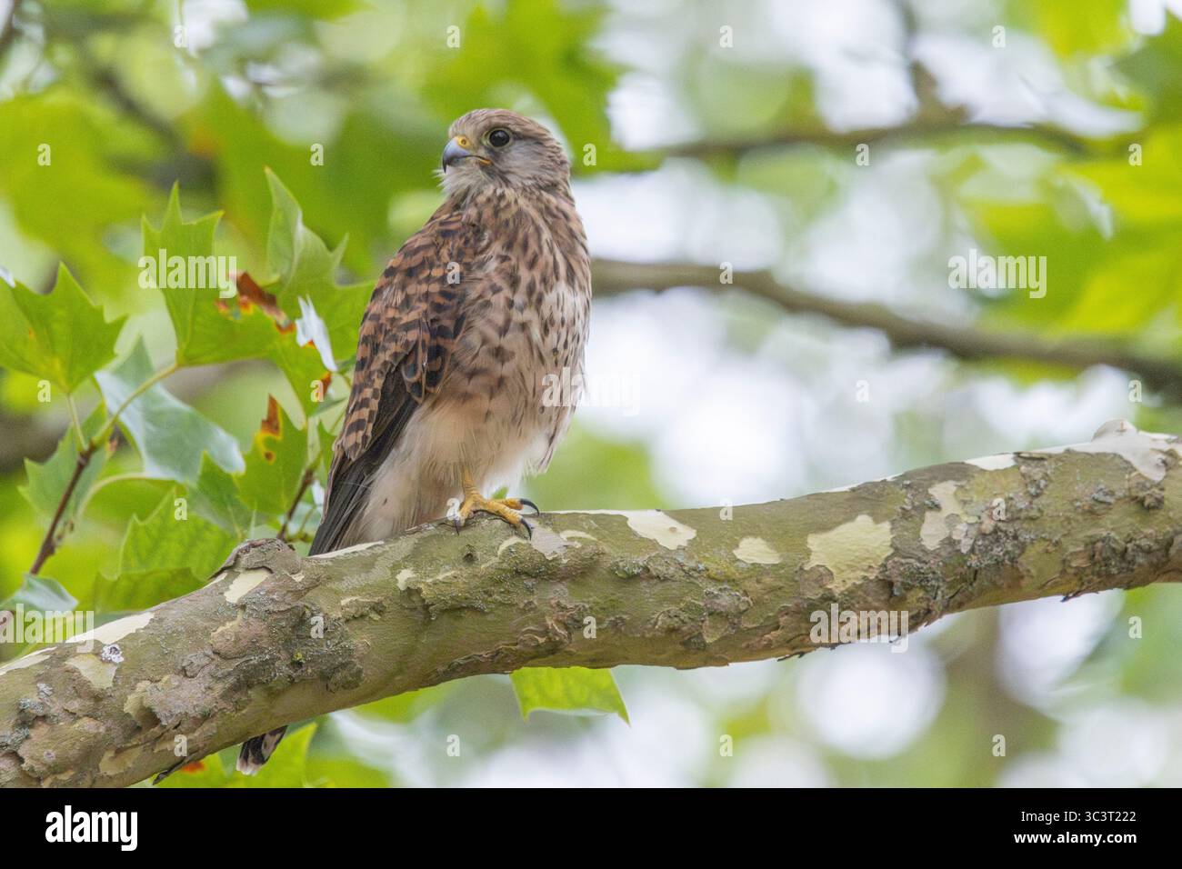 Gheppio comune (falco tinnunculus) Foto Stock