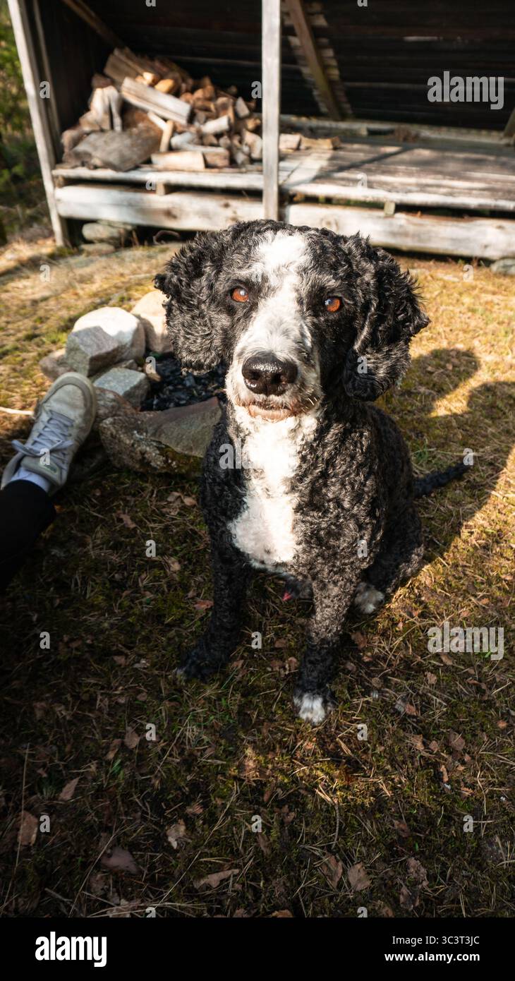 simpatico cane bianco e nero seduto fuori al sole guardando la macchina fotografica, giorno autunnale nella foresta Foto Stock