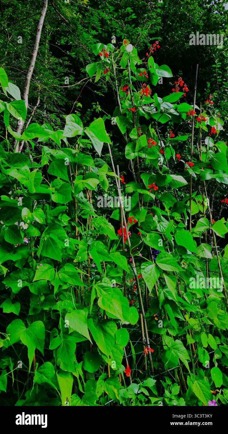 Arrampicate sui fagioli francesi e i fagioli Runner che si arrampicano insieme sui trellises di cane in un giardino con alberi alle spalle Foto Stock