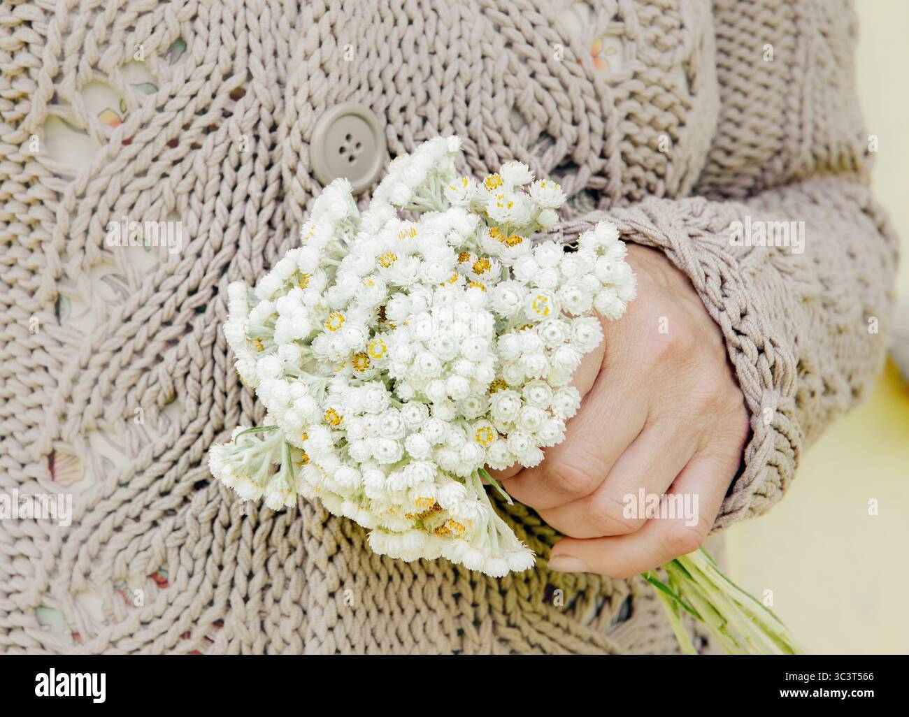 Vista ravvicinata di una donna che tiene un piccolo bouquet di fiori bianchi Anaphalis margaritacea. L'occidentale perla eterna o perla eterna. Foto Stock