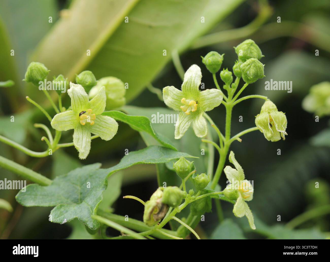 Un primo piano del selvaggio White Bryony, Bryonia dioica Foto Stock