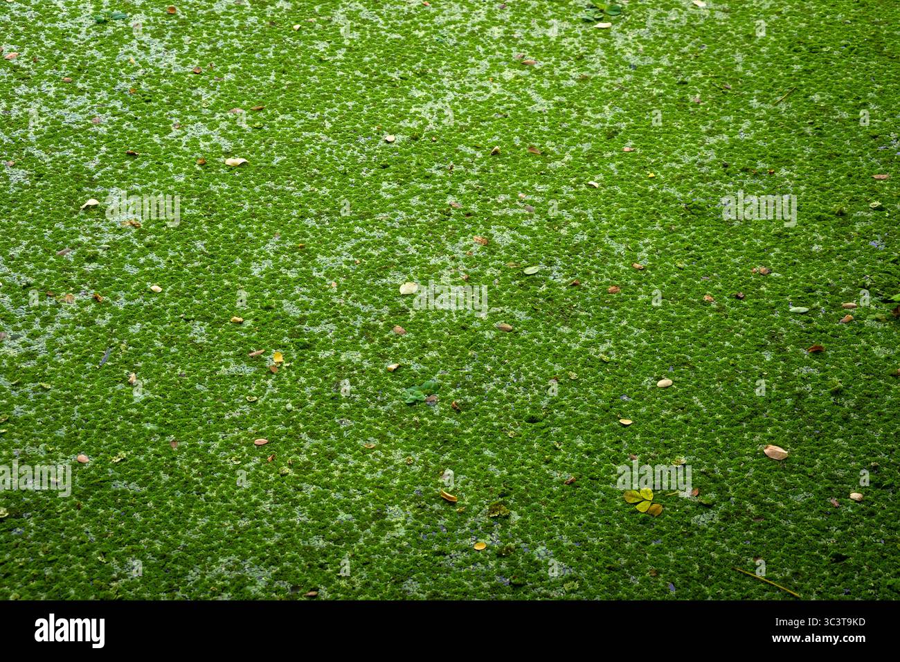 Un'ampia vista di un corpo d'acqua completamente trasformato in una coperta verde viva dalla prolifica crescita del plancton. Ideale per il tema ambientale. Foto Stock