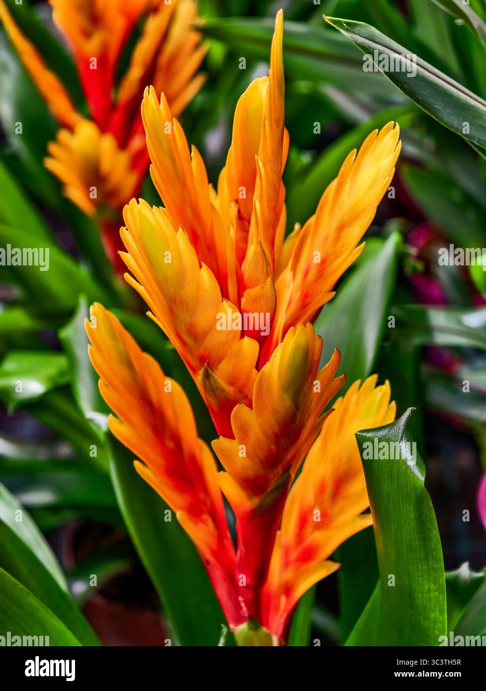 Impressionante fiore di bromeliade arancione e giallo contro il lussureggiante fogliame verde. Sfondo floreale ad alta risoluzione per sfondi straordinari e progetti digitali creativi Foto Stock