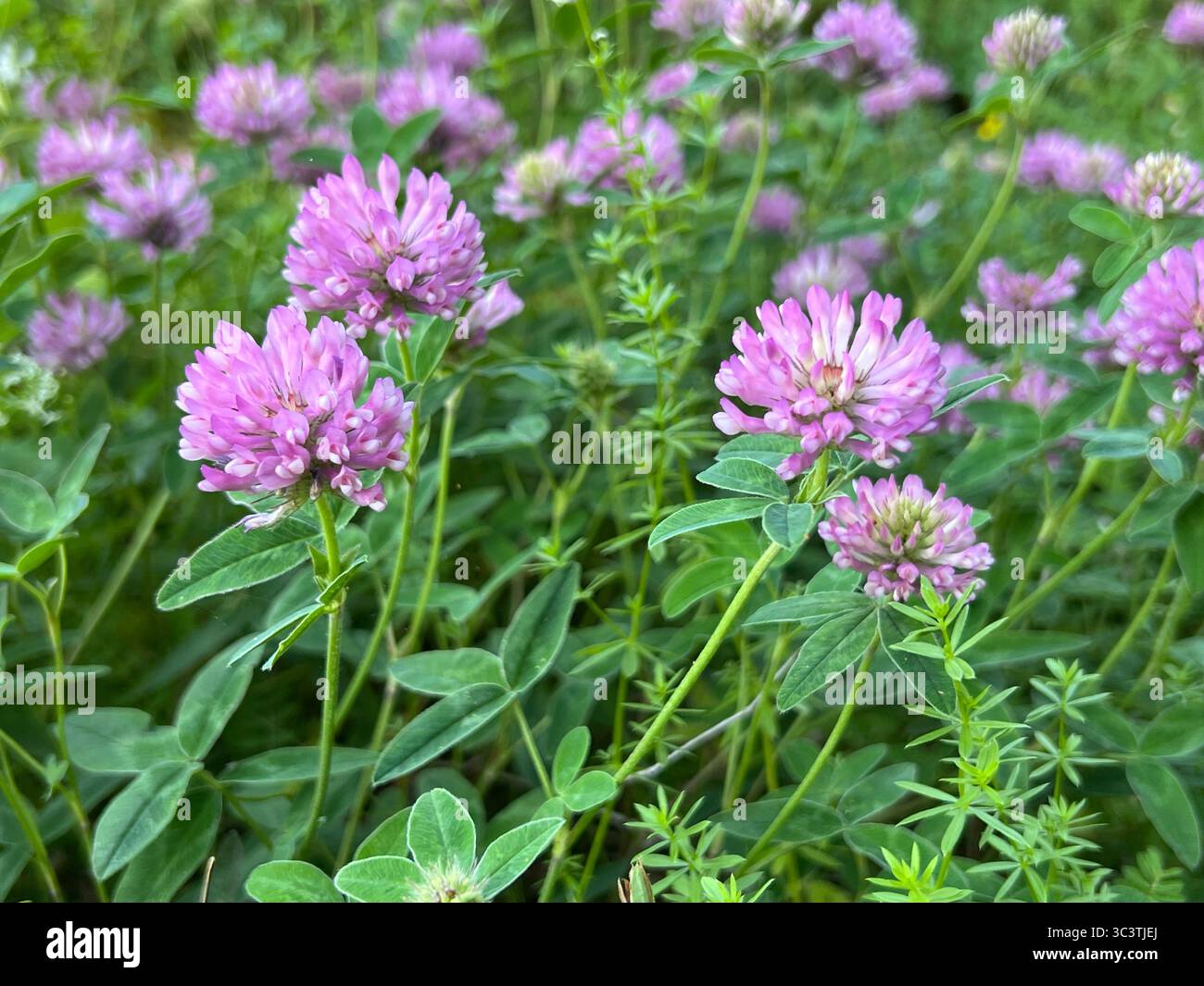 Campo vibrante pieno di fiori di trifoglio rosso in fiore, i loro colori ricchi sono incredibili. Foto Stock