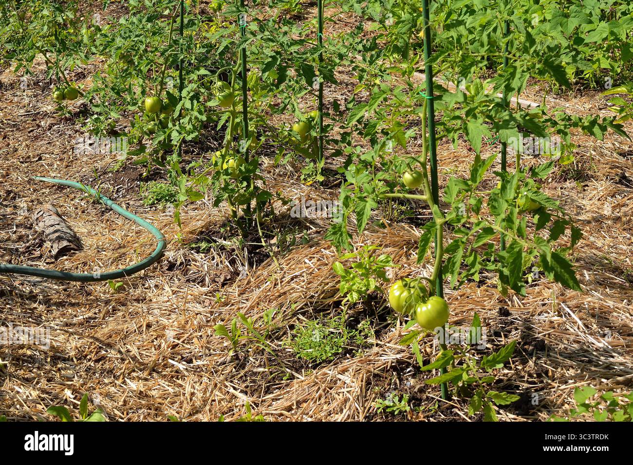 File di piante di pomodoro con pomodori verdi non maturi che crescono in un letto da giardino con pacciame di paglia. Rappresenta l'agricoltura biologica, il giardinaggio sostenibile e il cibo Foto Stock