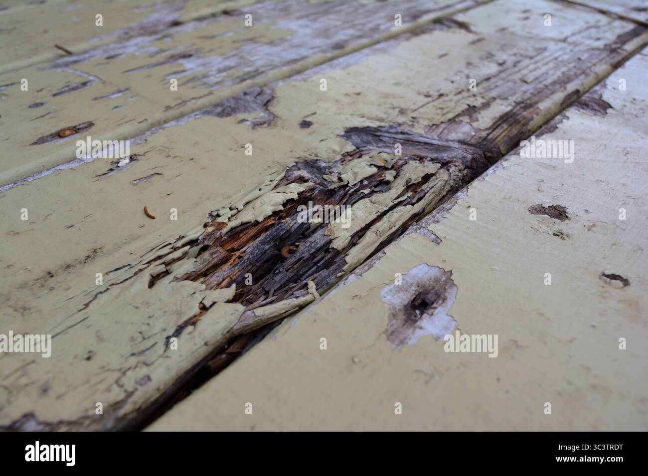 Vecchia superficie verniciata e sbucciata del legno – struttura del legno intemprata Foto Stock