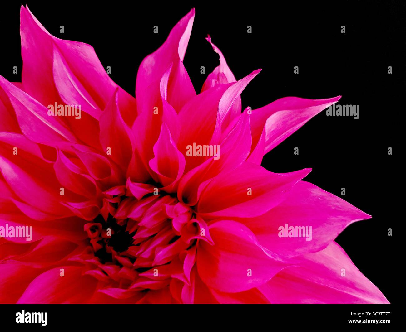 Primo piano di un fiore di dahlia rosa su sfondo nero. Foto Stock