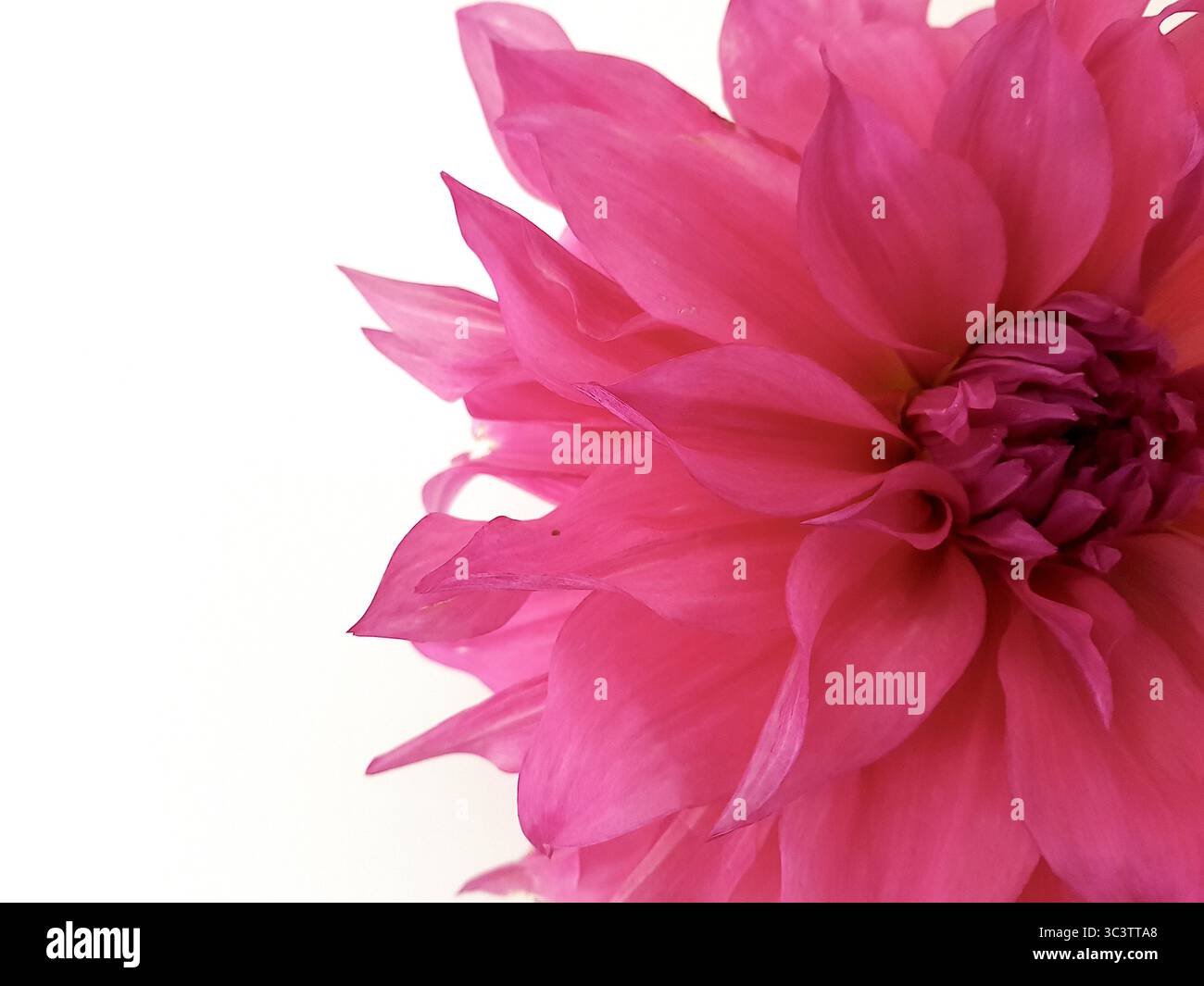 Primo piano di un fiore di dahlia rosa su sfondo bianco. Foto Stock