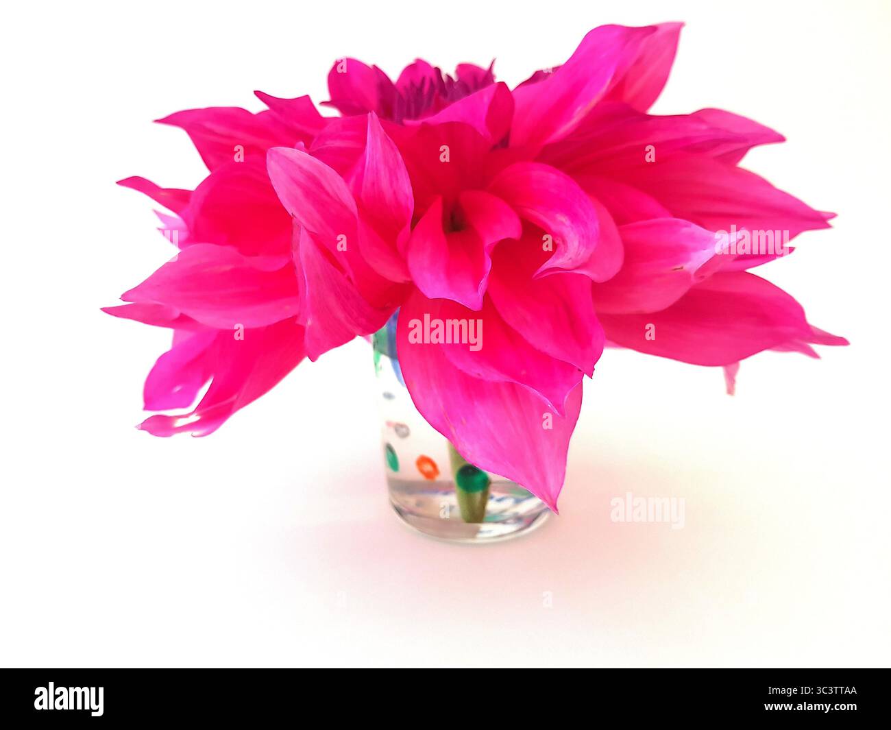 Un fiore di dahlia rosa in un vaso di vetro su sfondo bianco. Foto Stock