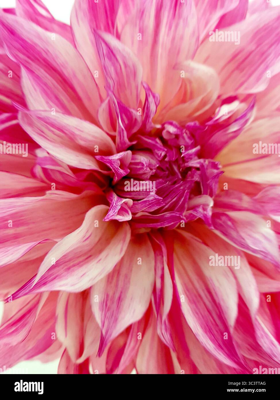Primo piano di un fiore di dahlia rosa su sfondo bianco. Foto Stock