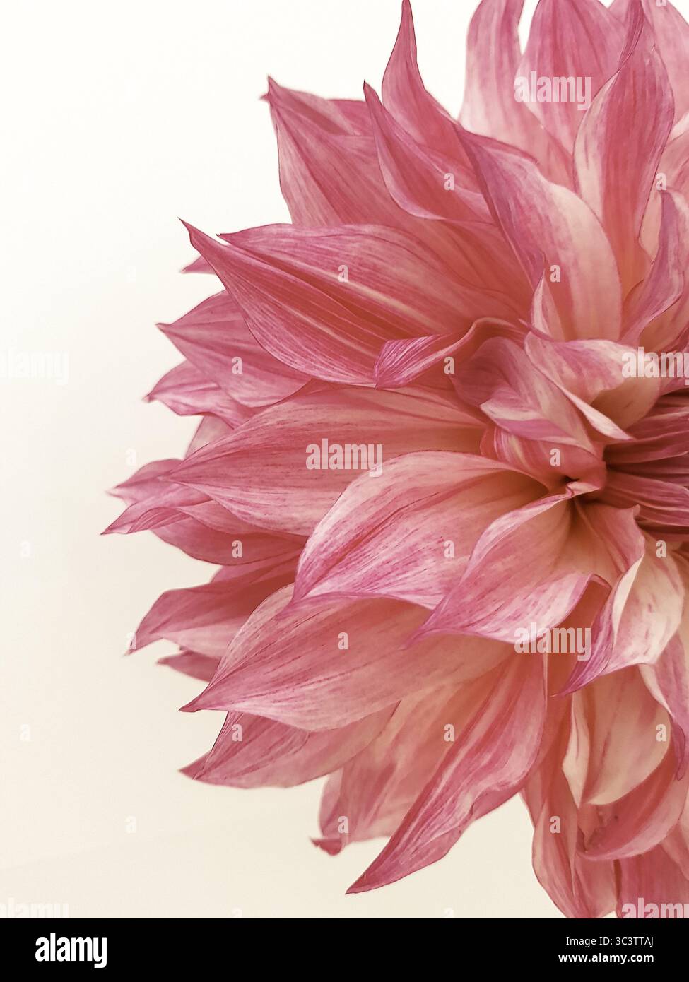 Primo piano di un fiore di dahlia rosa su sfondo bianco. Foto Stock