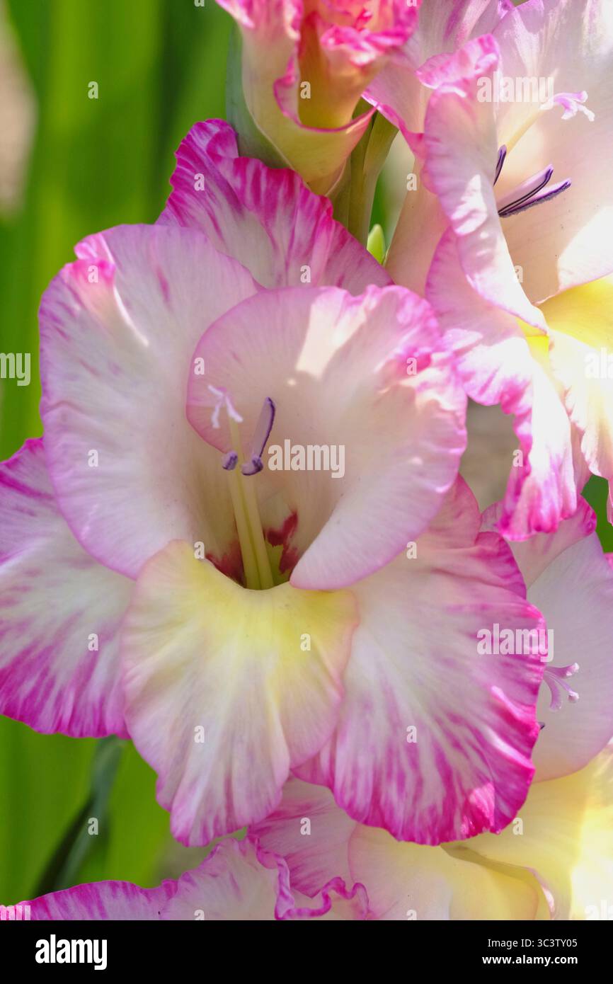 Elegante Gladiolus «Priscilla» rosa e crema in piena fioritura, con petali arricciati, bordi rosati e gola gialla soffice Foto Stock