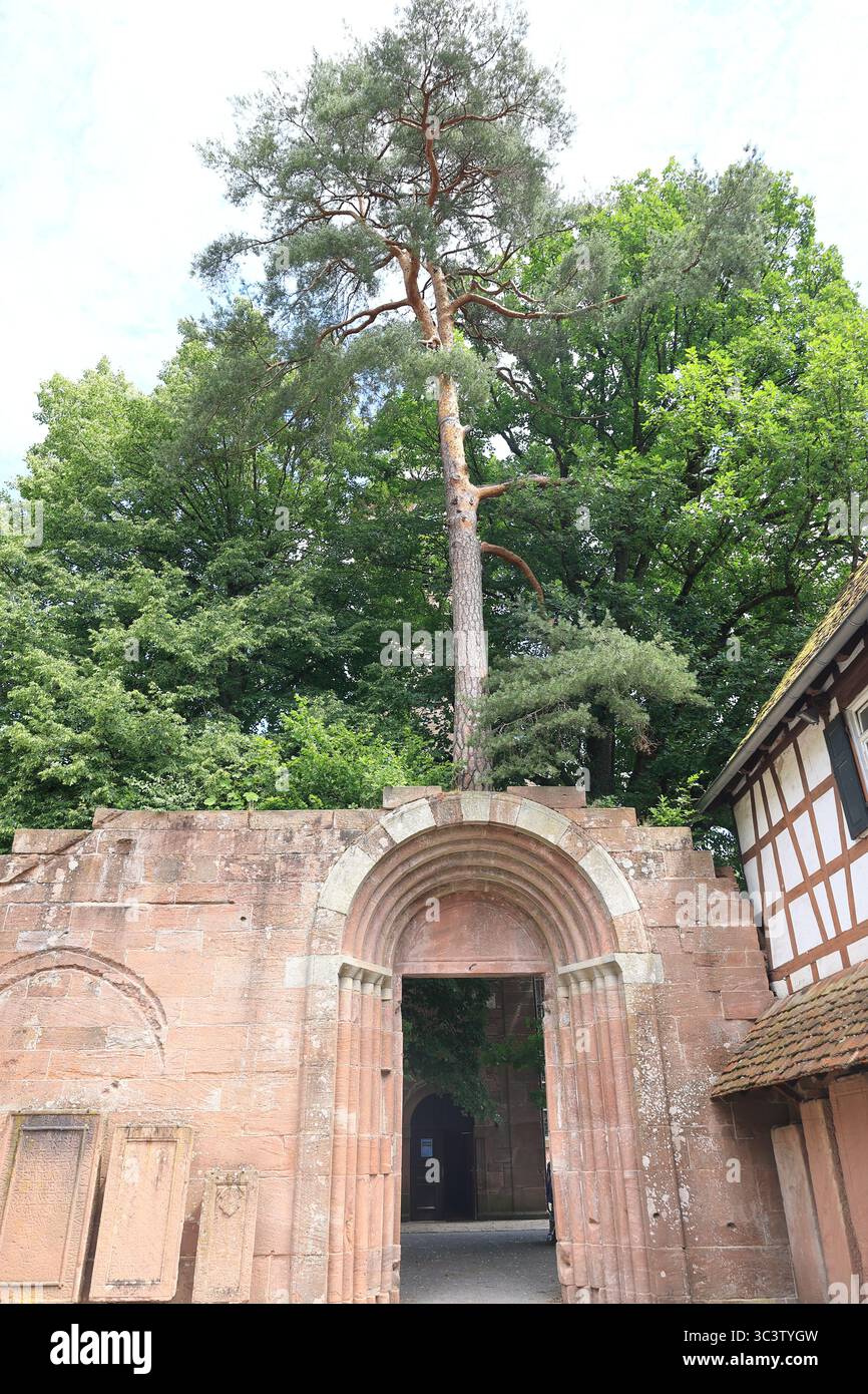 Albero che cresce sul muro delle rovine del monastero a Bad Herrenalb Foto Stock